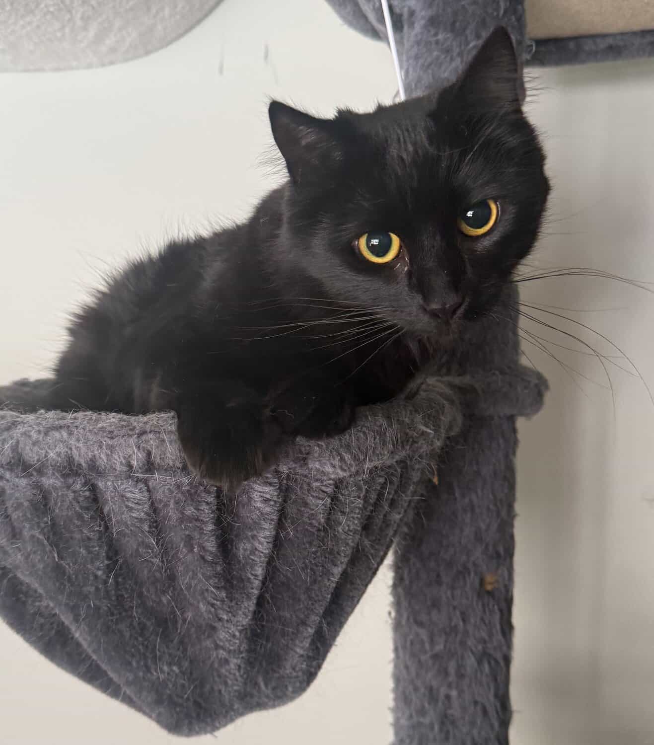 Sootsoot, an all-black long-haired cat, sitting in a gray hammock perch on a cat tree.