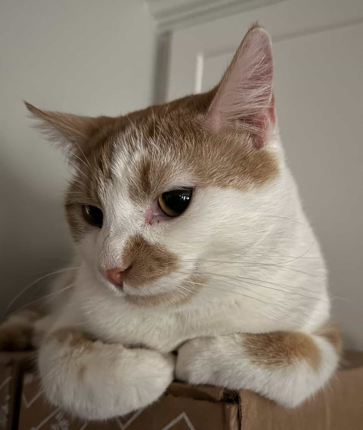 Tangerine, an orange and white cat, resting his chin on his paws on a cardboard box.