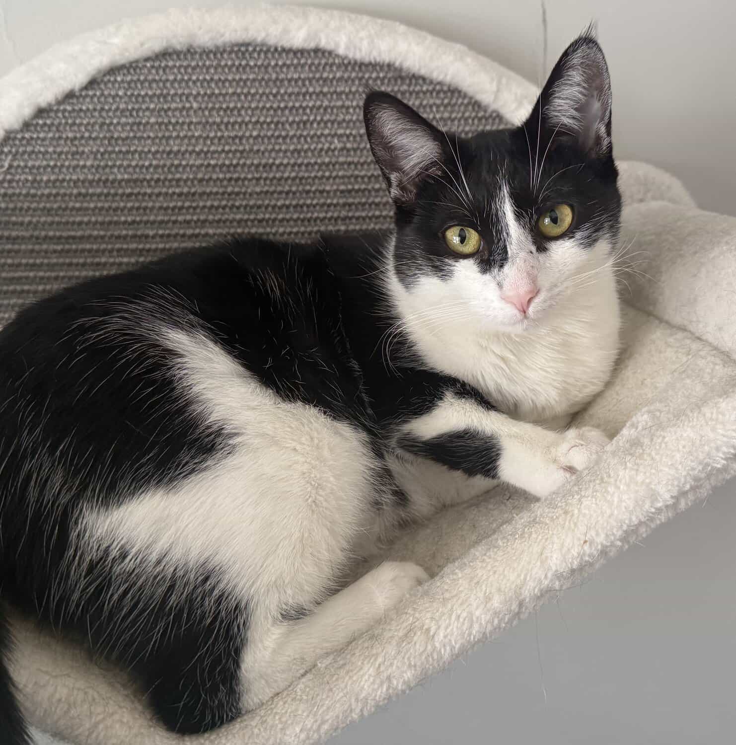 Teanie, a black and white tuxedo cat, curled up on a cat tree perch.