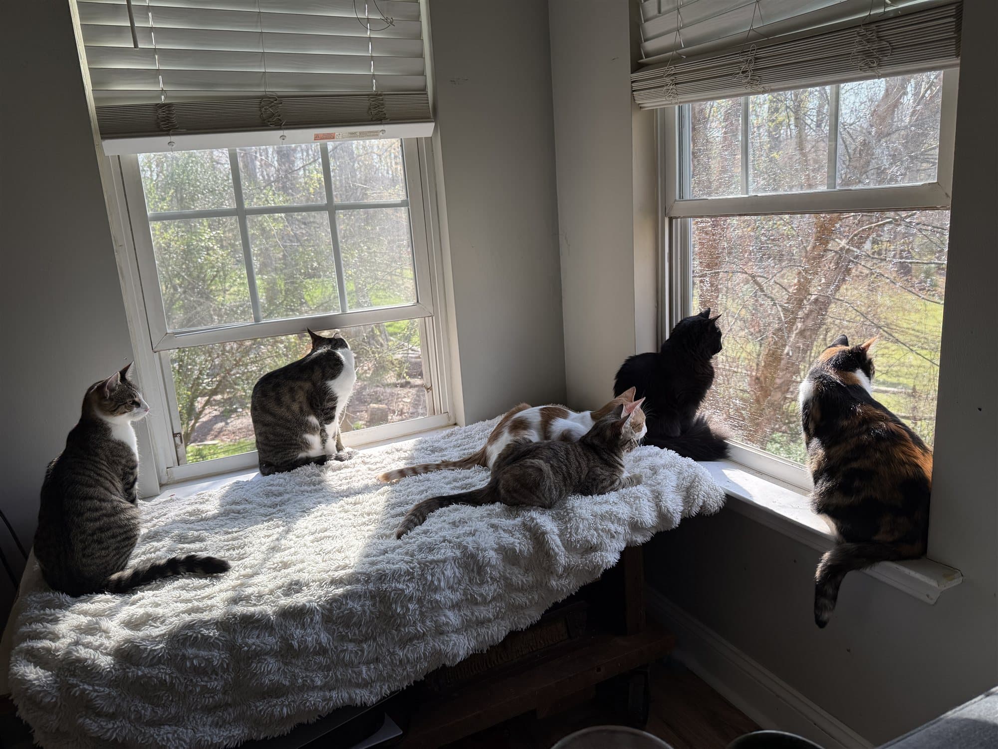 Five cats of different colors and patterns sitting in a row along a window bench, all looking outside at the trees.