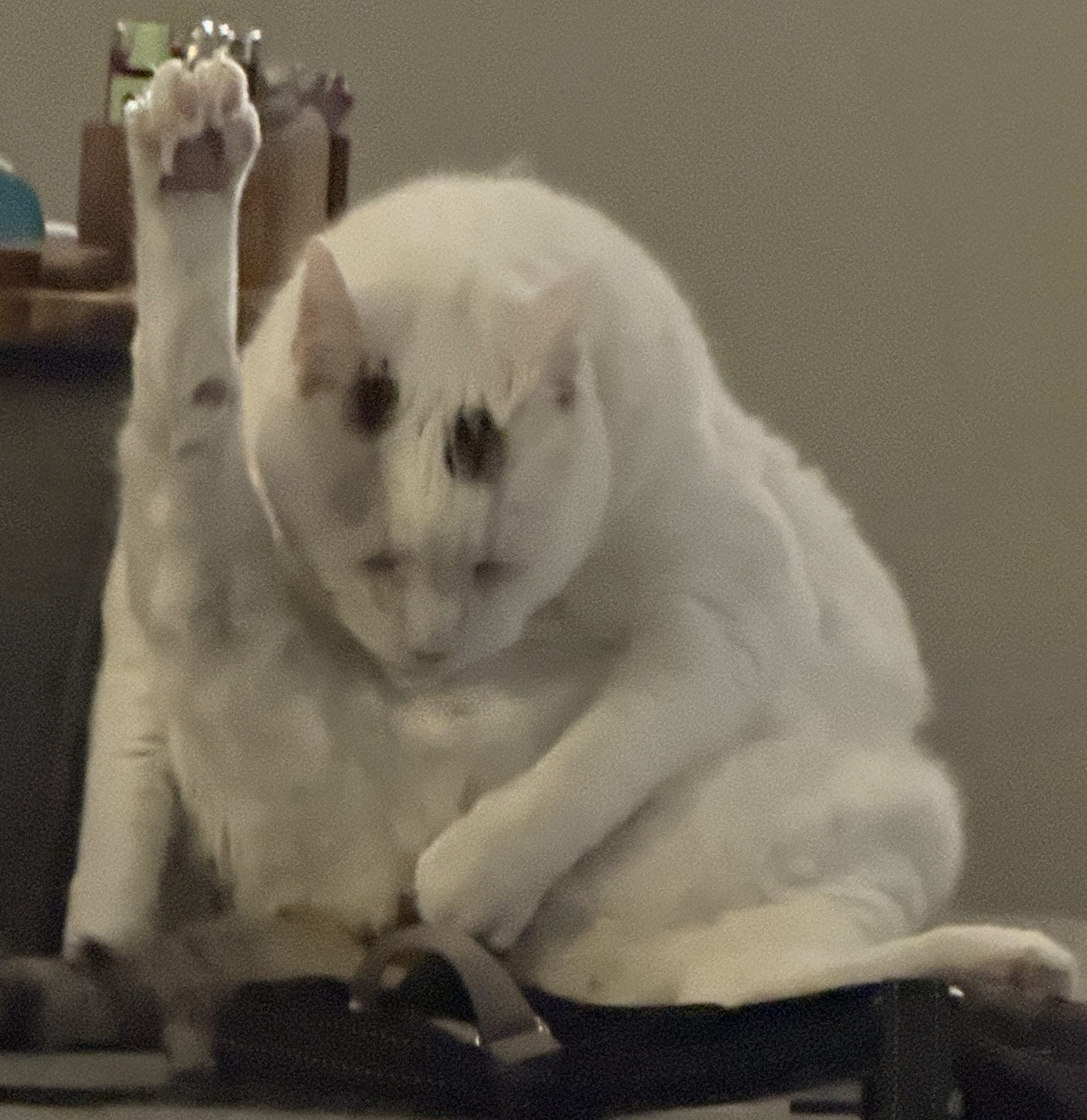Pinky, an all-white cat, mid-groom with one paw raised straight above his head, sitting on a gray ottoman.