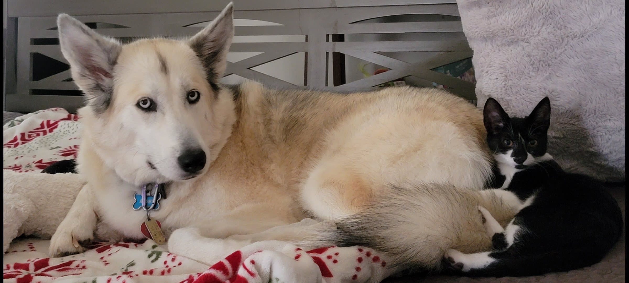 River, a husky mix dog, lying down next to a small black and white tuxedo kitten resting against her side.