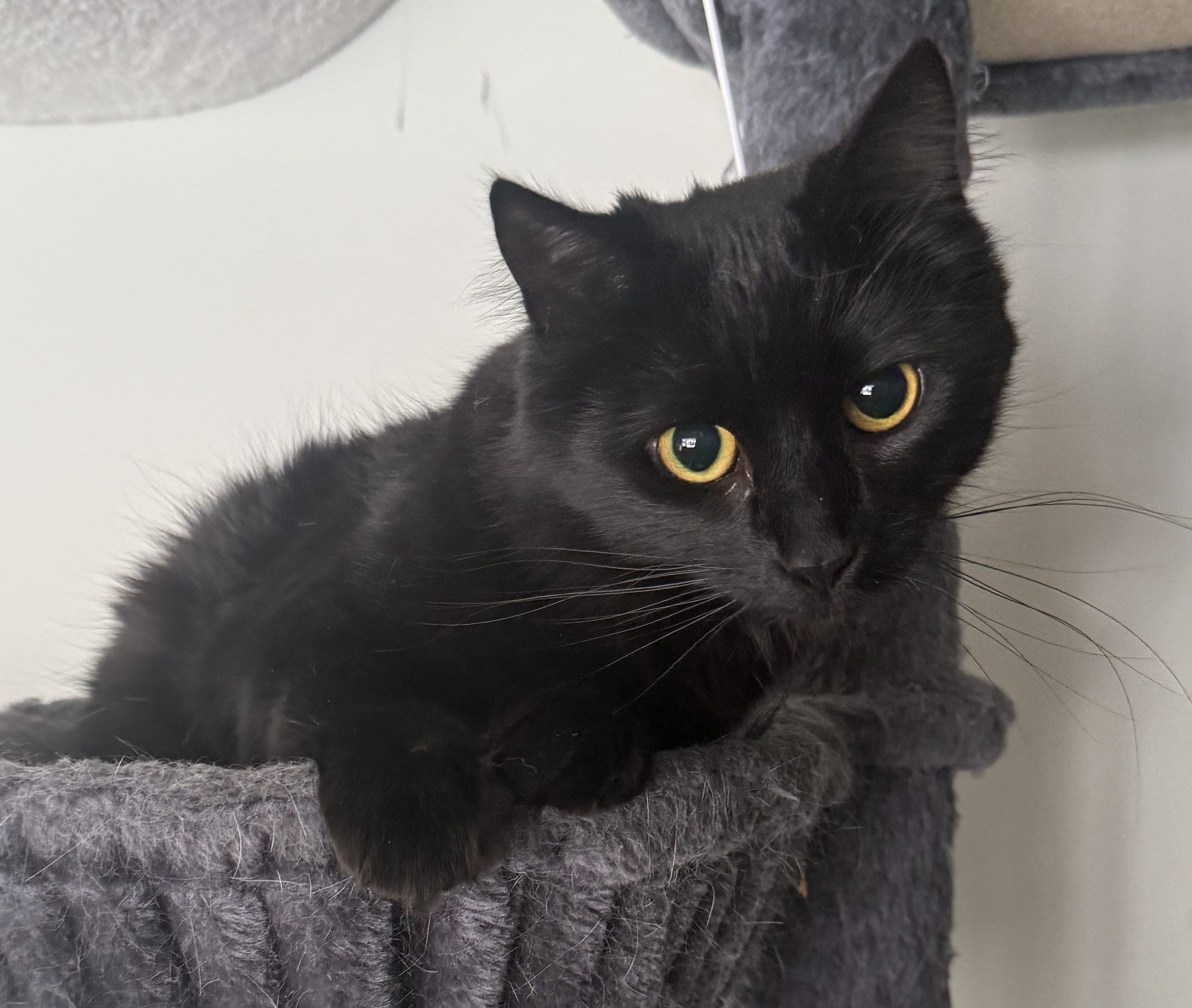 Sootsoot, a solid black long-haired cat, sitting in a gray hanging hammock perch on a cat tree and looking at the camera.
