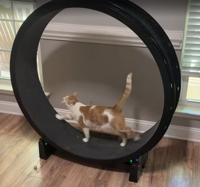 An orange and white cat mid-stride, running inside a large black circular cat exercise wheel.