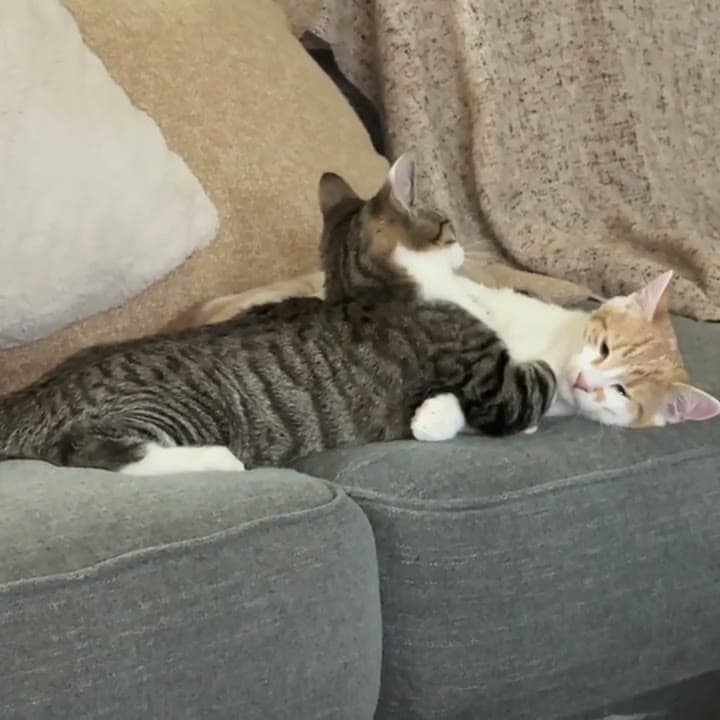 PayPay, a gray tabby and white cat, holding Puff, an orange and white cat, in a headlock while grooming his head on a gray couch.