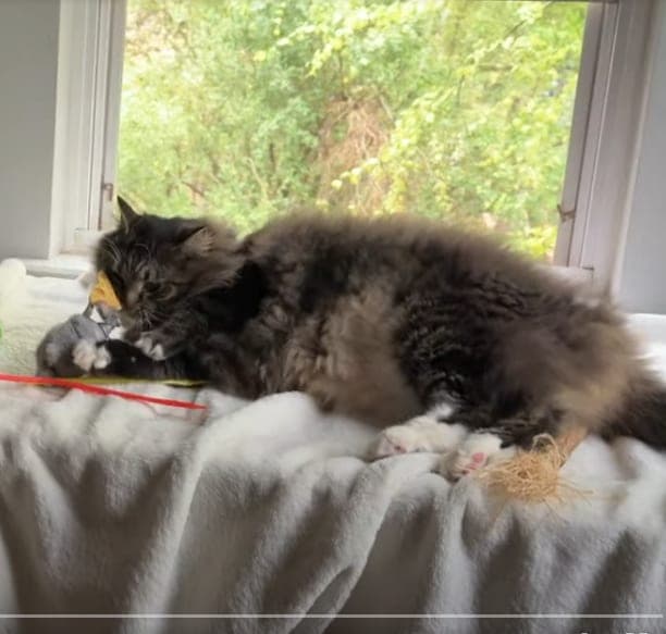 Bud, a fluffy brown tabby cat, curled up on a white blanket in a windowsill, gnawing on a toy.