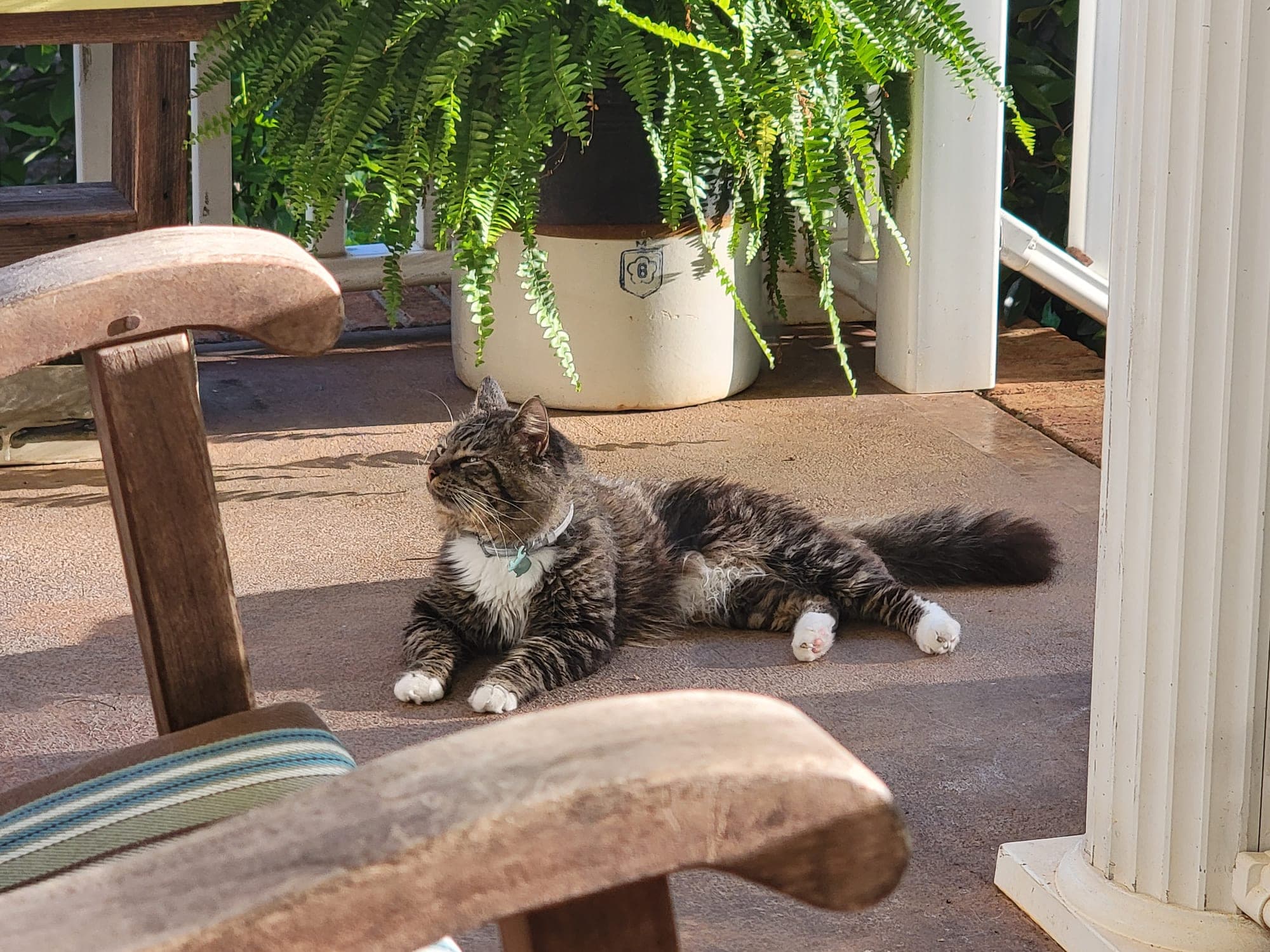 Bug, a brown tabby cat wearing a collar, lying on a sunny covered porch near a potted fern.