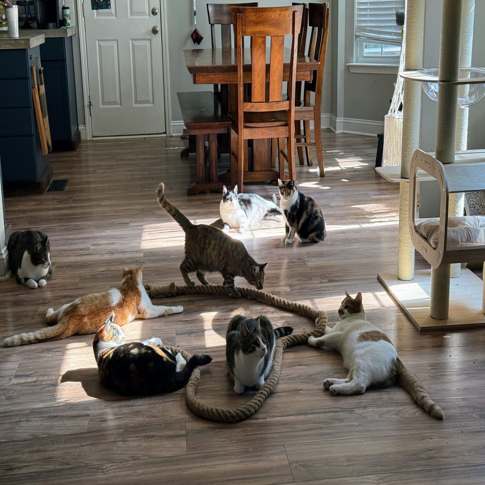 Eight cats lounging in a sunny patch of a kitchen floor around a long, thick rope lying coiled on the floor, with one tabby sniffing it.