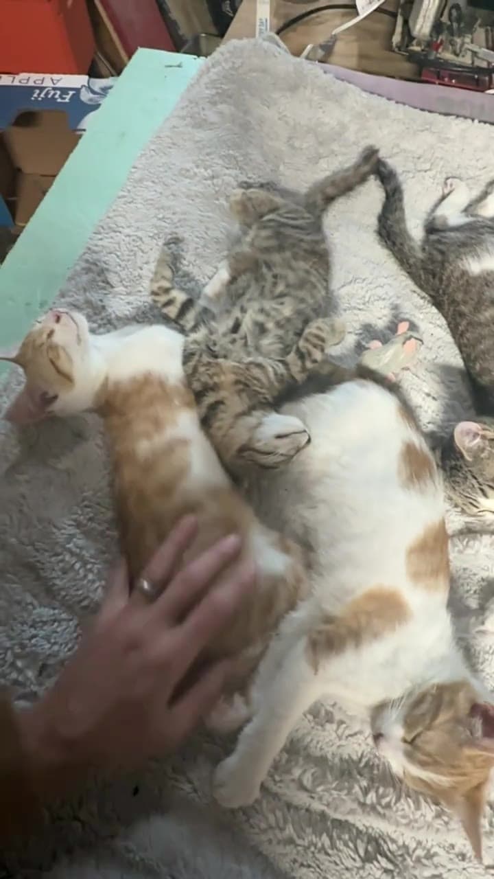 A hand petting the four fourth-litter cats, orange-and-white Cream and Puff and tabbies PayPay and Ulti, as they sleep in a tangled pile on a fuzzy gray blanket.