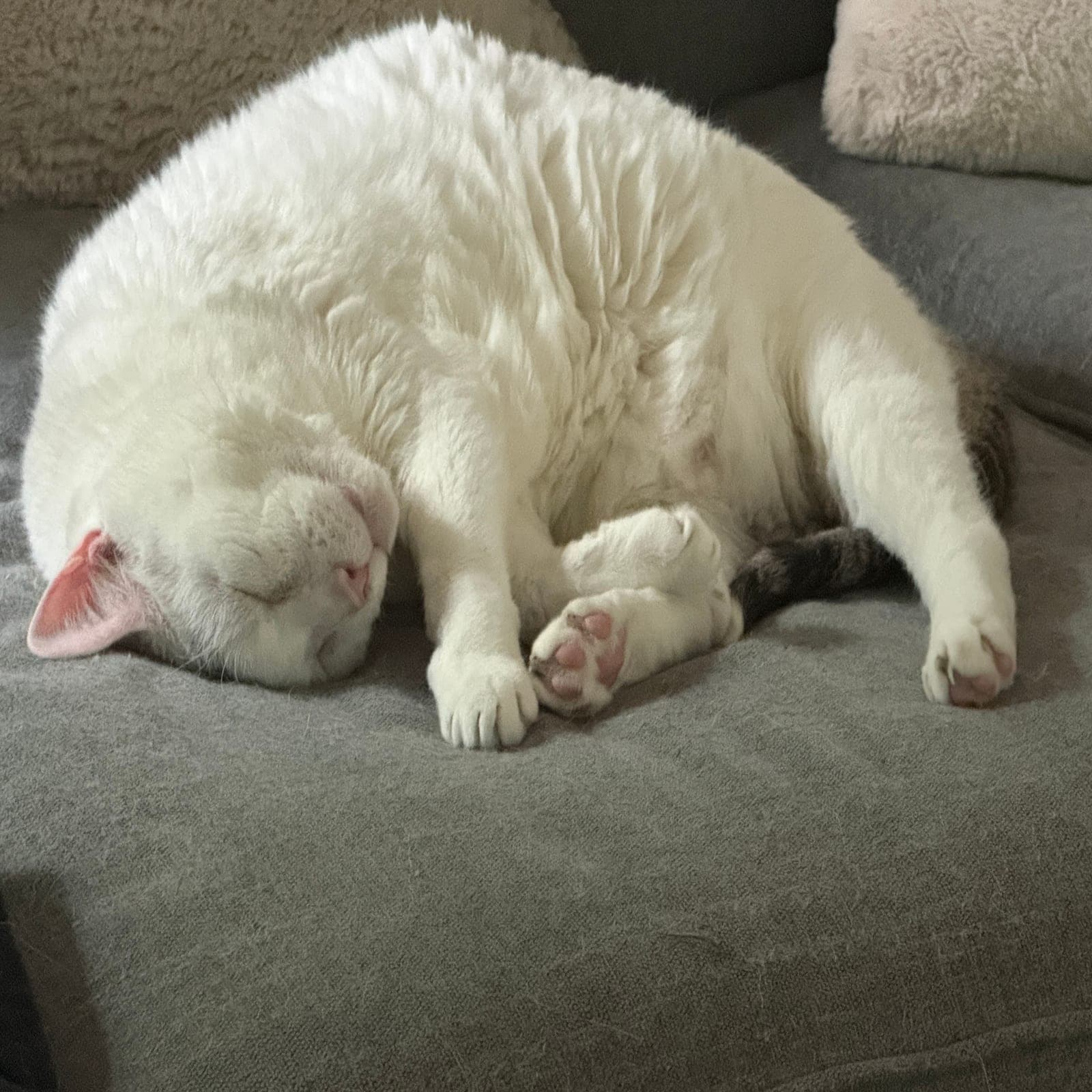 Pinky, a large white cat with a pink nose, pink ears and pink paw pads, curled up asleep on a gray couch.