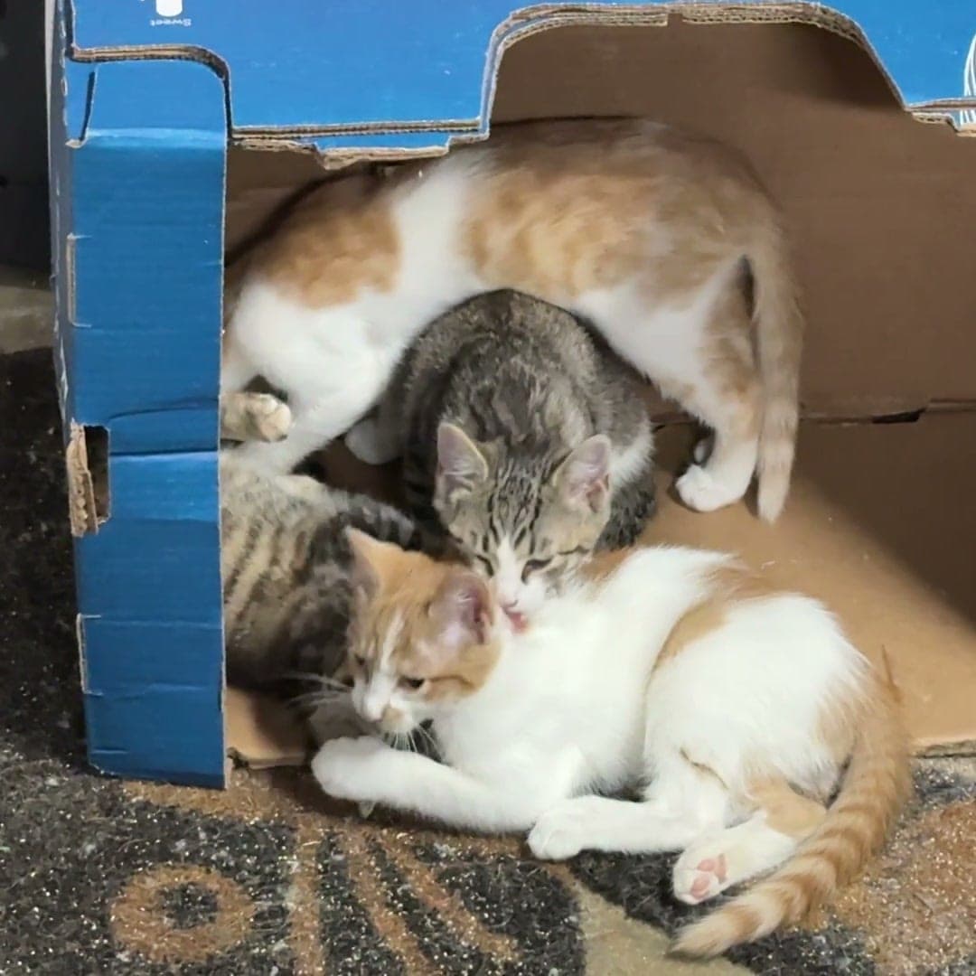 The four fourth-litter kittens, two tabbies and two orange and white, wrestling in a pile inside a blue cardboard box.