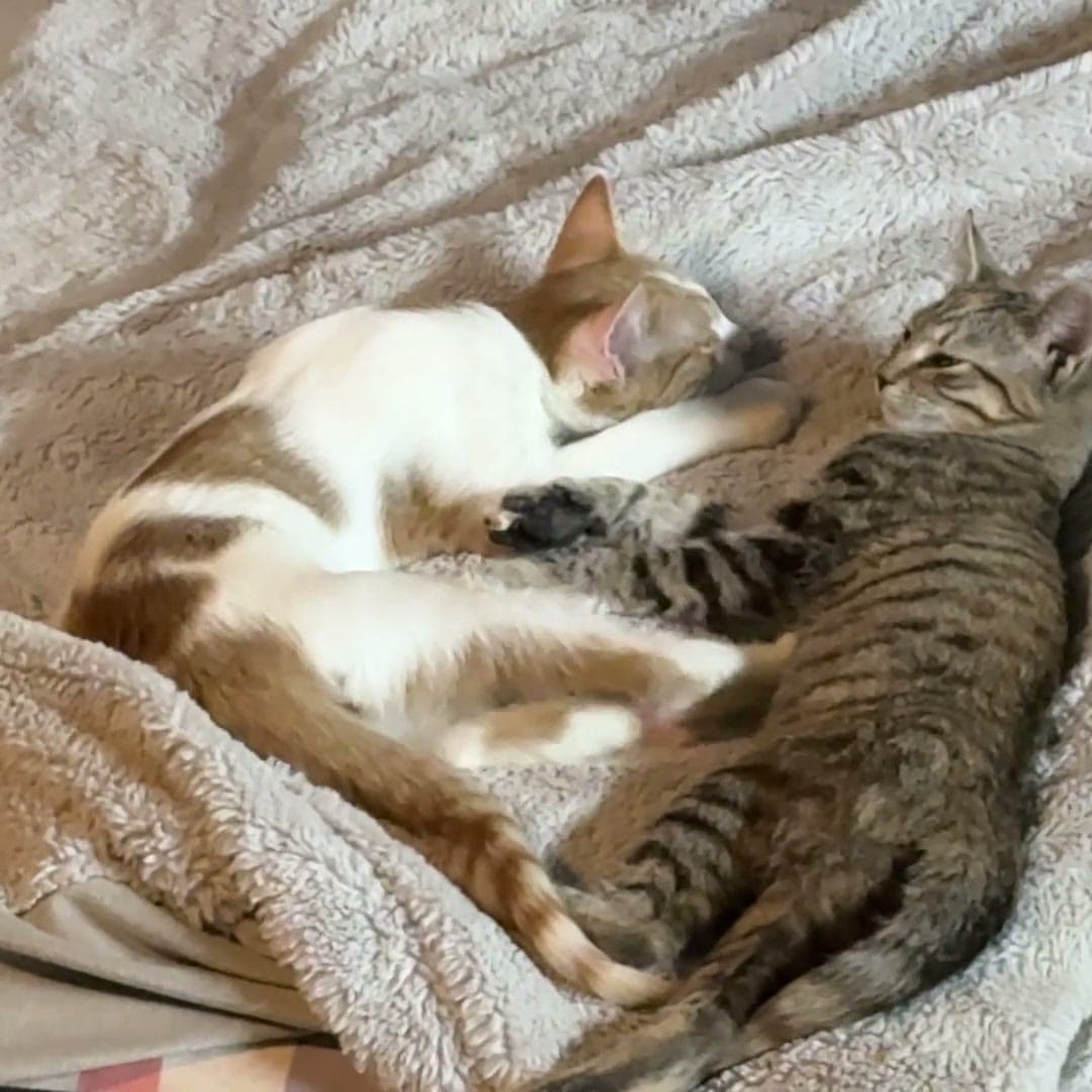 An orange and white cat and a brown tabby curled up asleep together on a fuzzy gray blanket in the garage.