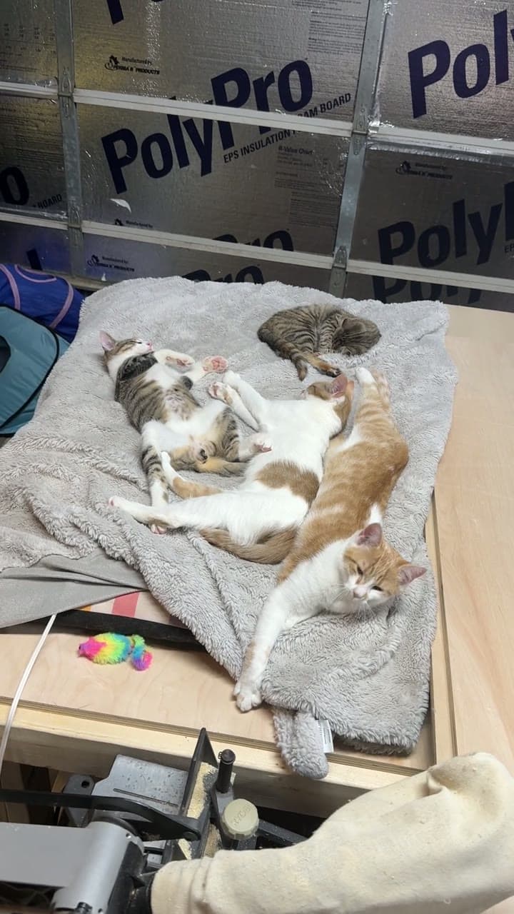 The four fourth-litter kittens, two orange and white and two tabbies, sprawled asleep together on a gray fuzzy blanket over a heating pad on a garage workbench.