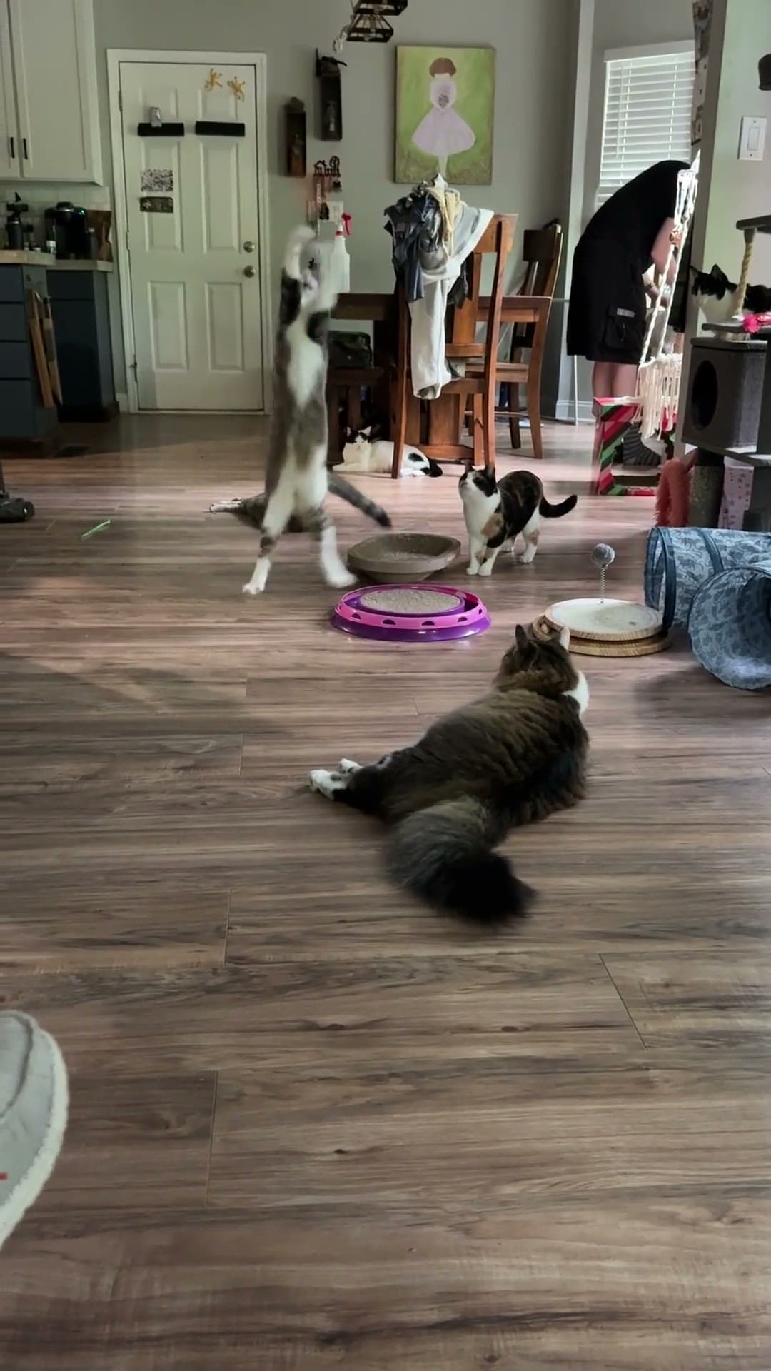 PayPay, a gray tabby and white cat, leaping high into the air after a wand toy in a living room while Baby Bandit watches and Snowdrop lies on the floor.