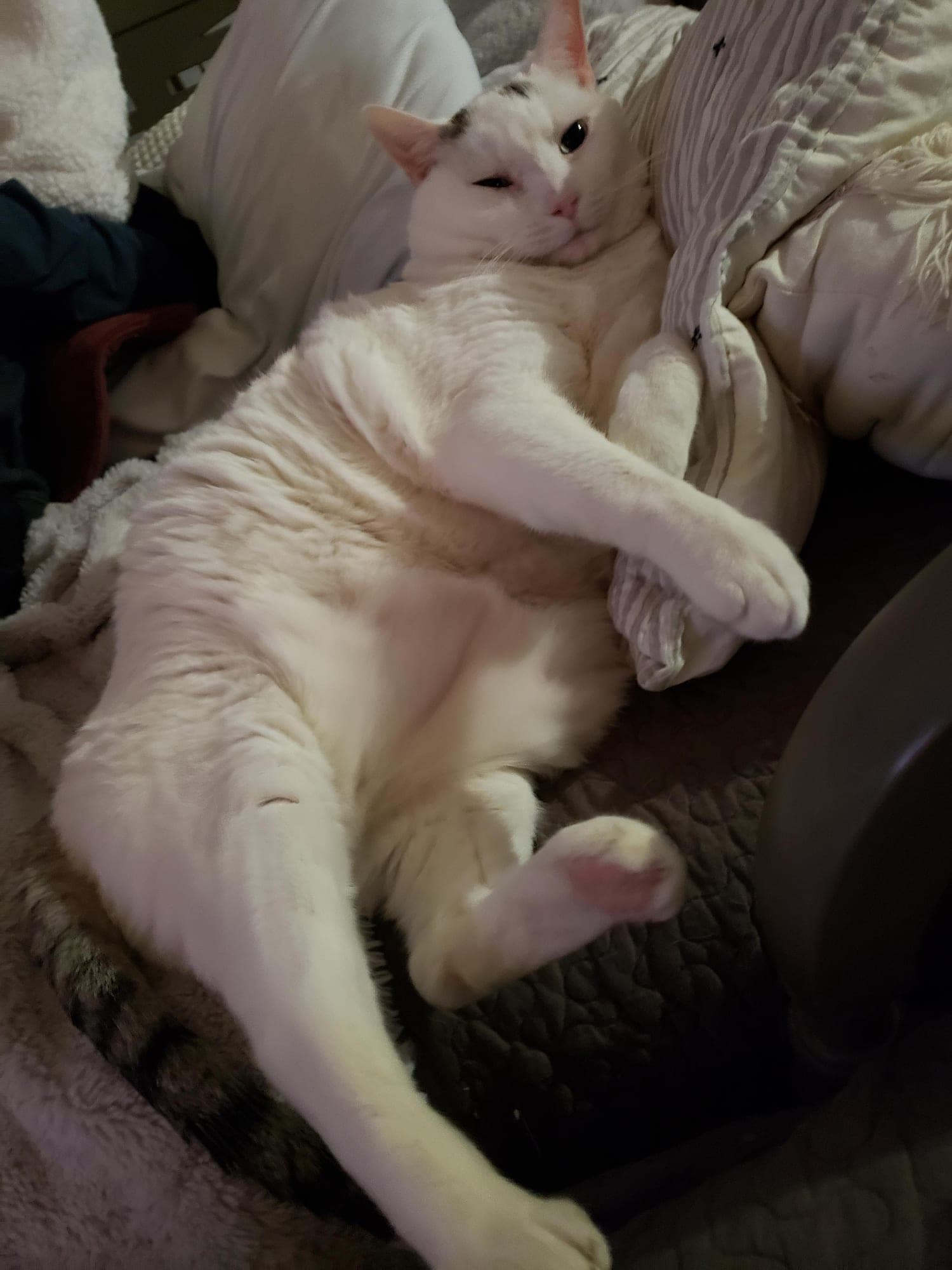 Pinky, a large all-white cat, sprawled on his back on a couch with his paws in the air.