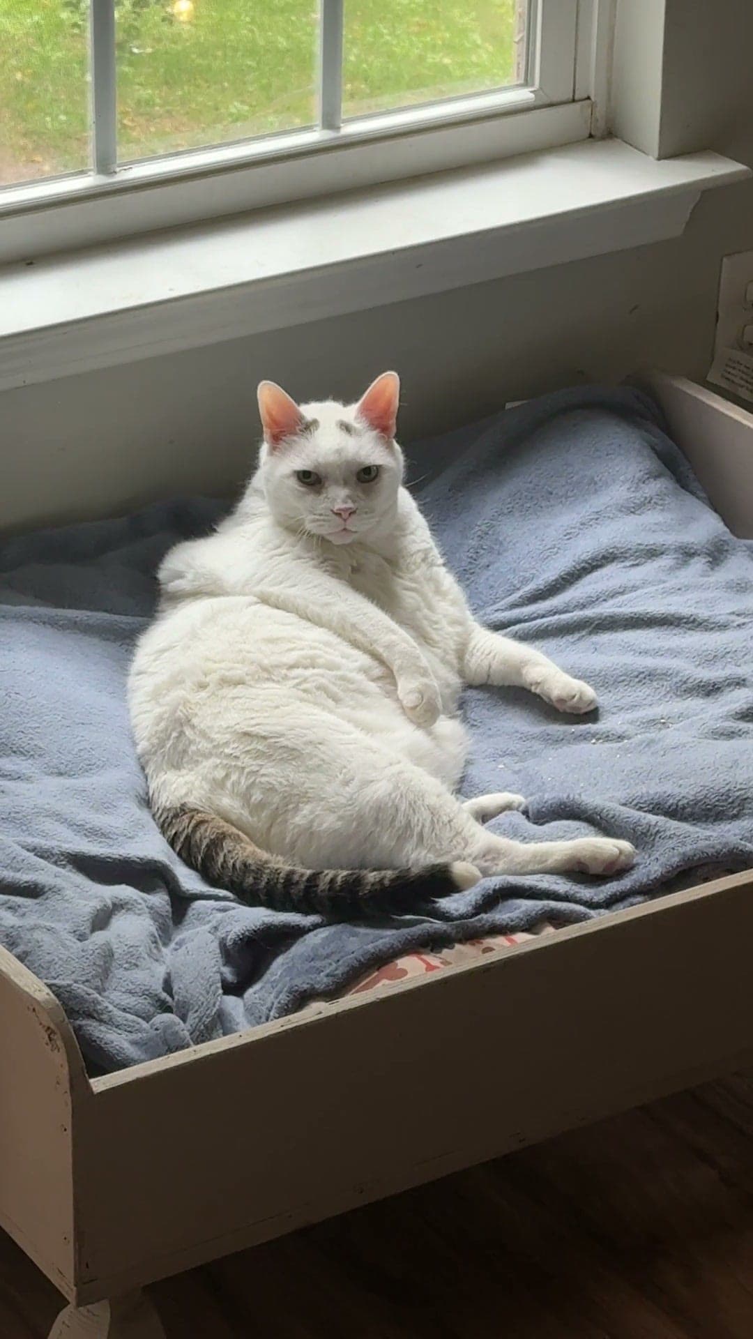 Pinky, a huge white cat with a tabby tail, sprawled in an extra-large dog bed by a window, staring at the camera.