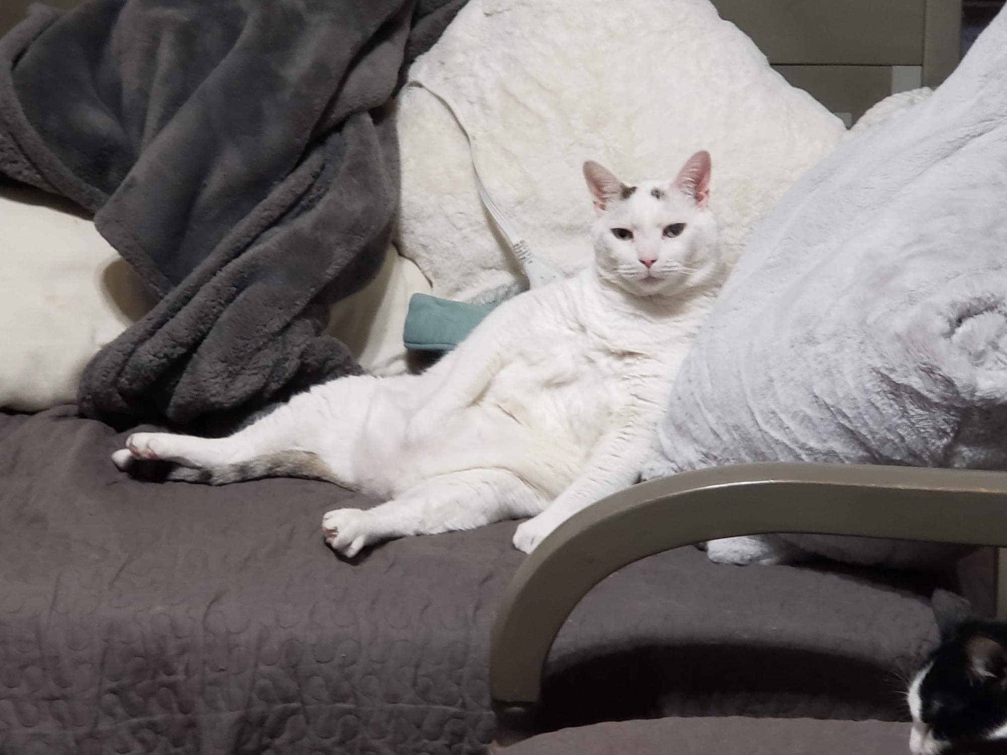 Pinky, a large all-white cat, lying on his side on a quilted gray couch surrounded by blankets.