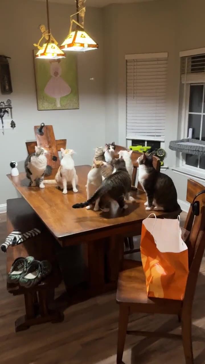 Eight cats standing and sitting on a wooden kitchen table at night, all staring up toward the hanging lights.