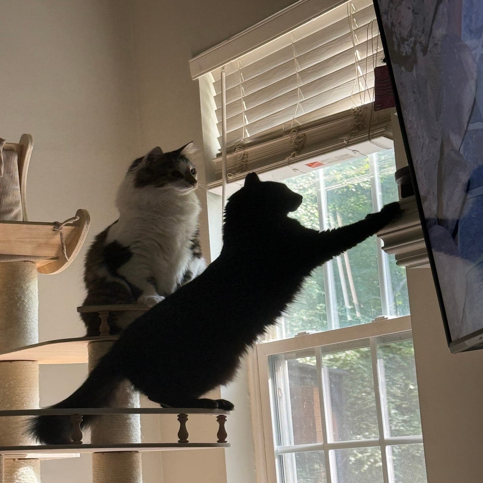 Sootsoot, a black cat, stretching from a cat tower toward a wall-mounted TV, while Snowdrop, a fluffy gray and white cat, sits on the tower beside her.