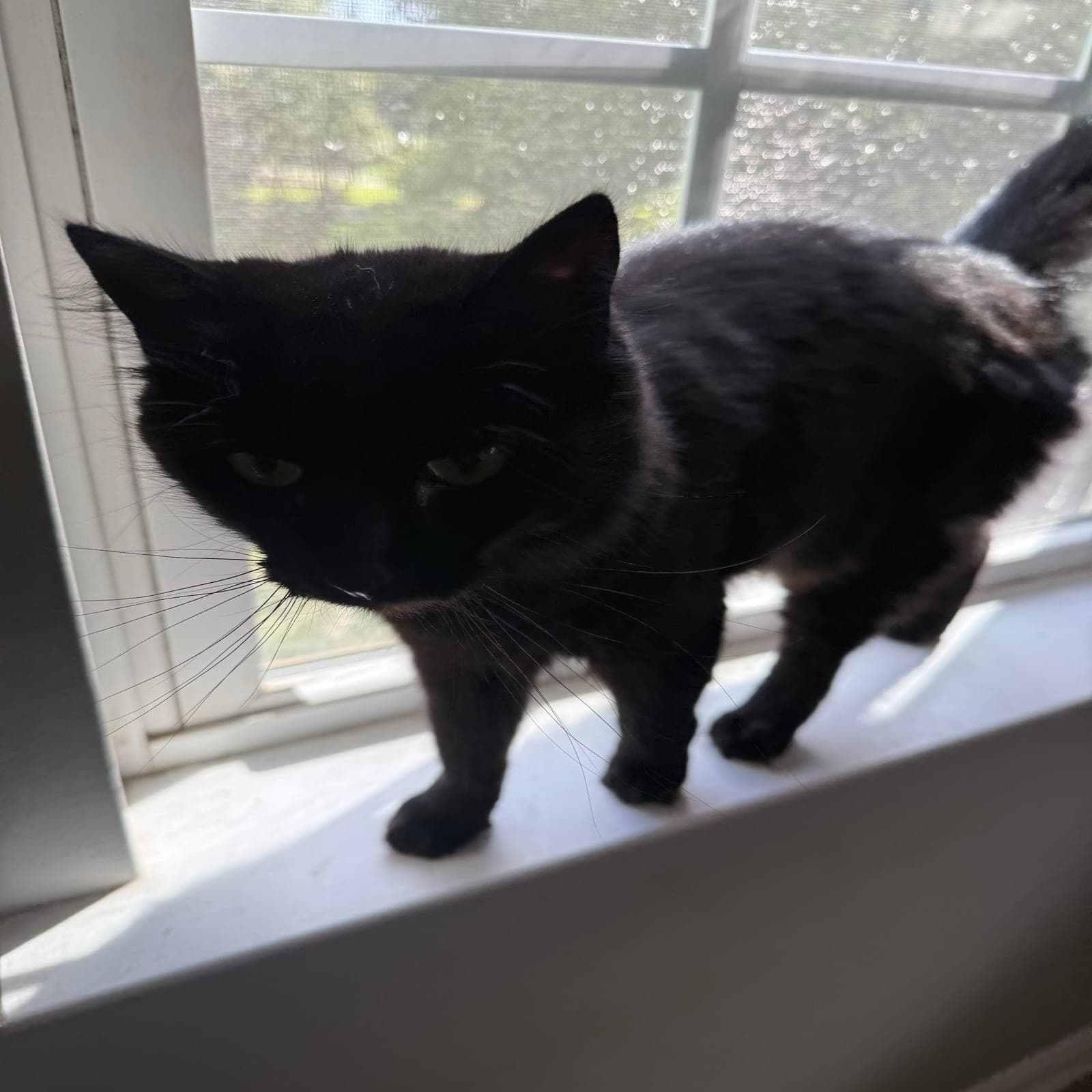 Sootsoot, a long-haired black cat, standing on a sunny windowsill, her face so dark her eyes are barely visible.