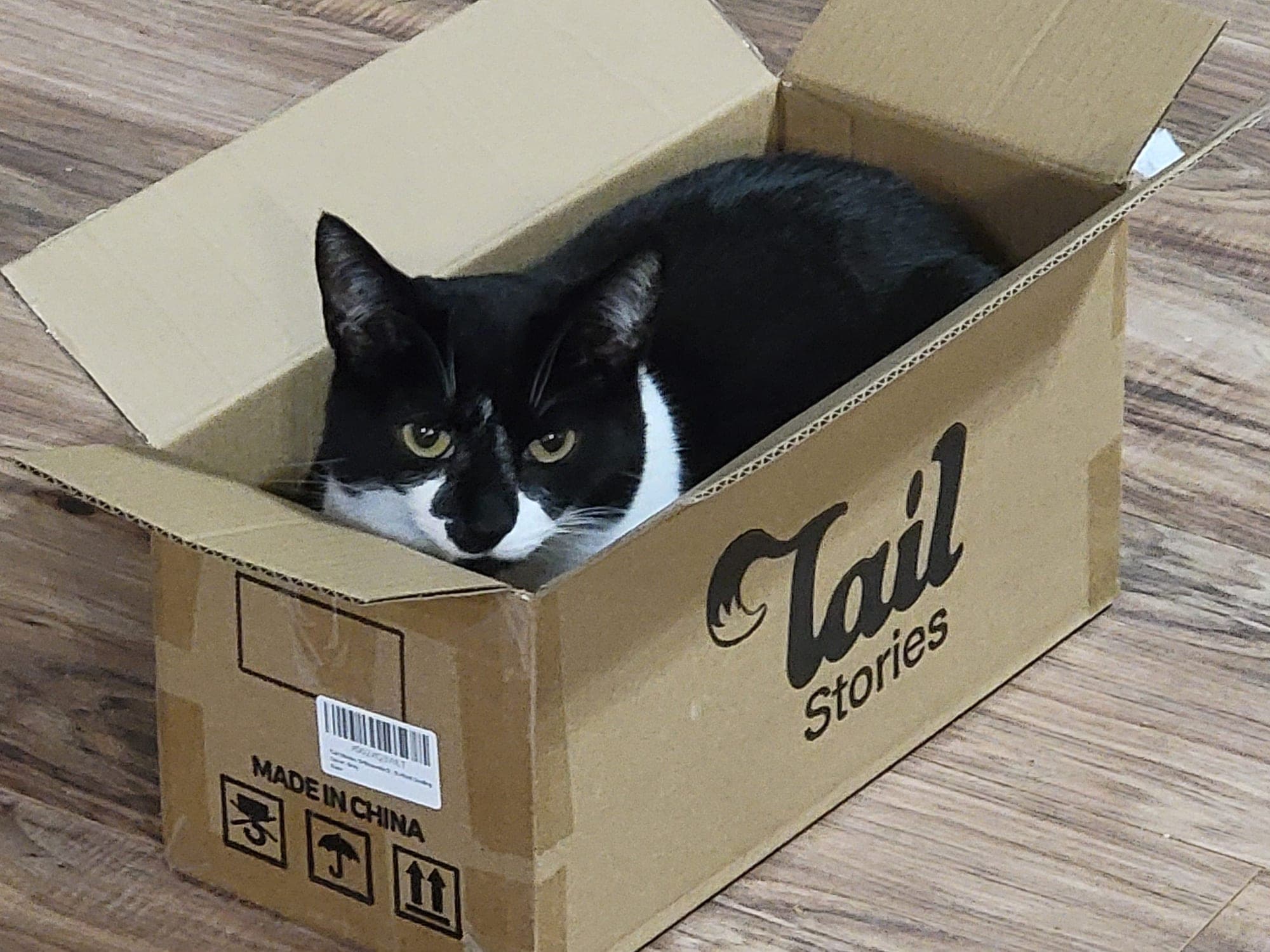 Sparky, a black and white tuxedo cat, peering out from inside an open cardboard box on a wood floor.