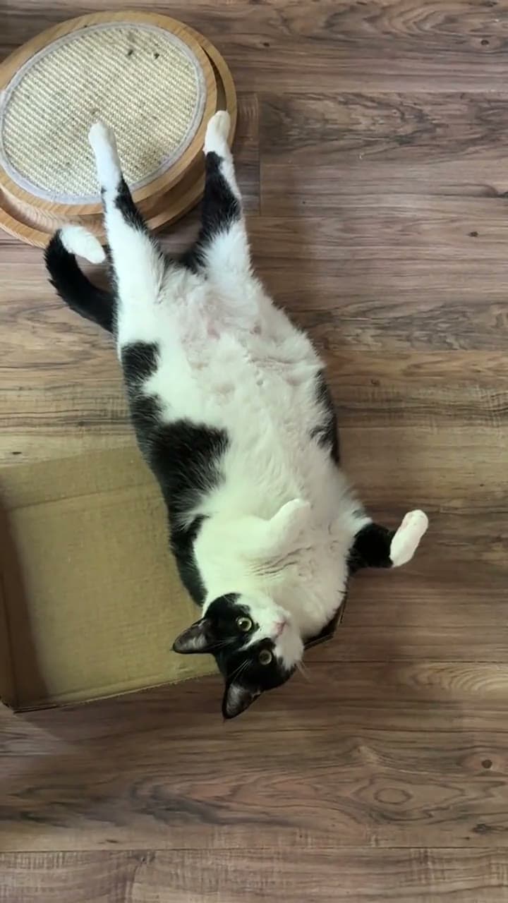 Teanie, a black and white cat, lying on her back on a wood floor in a full-body stretch, back paws on a round scratcher and her head by a cardboard box.