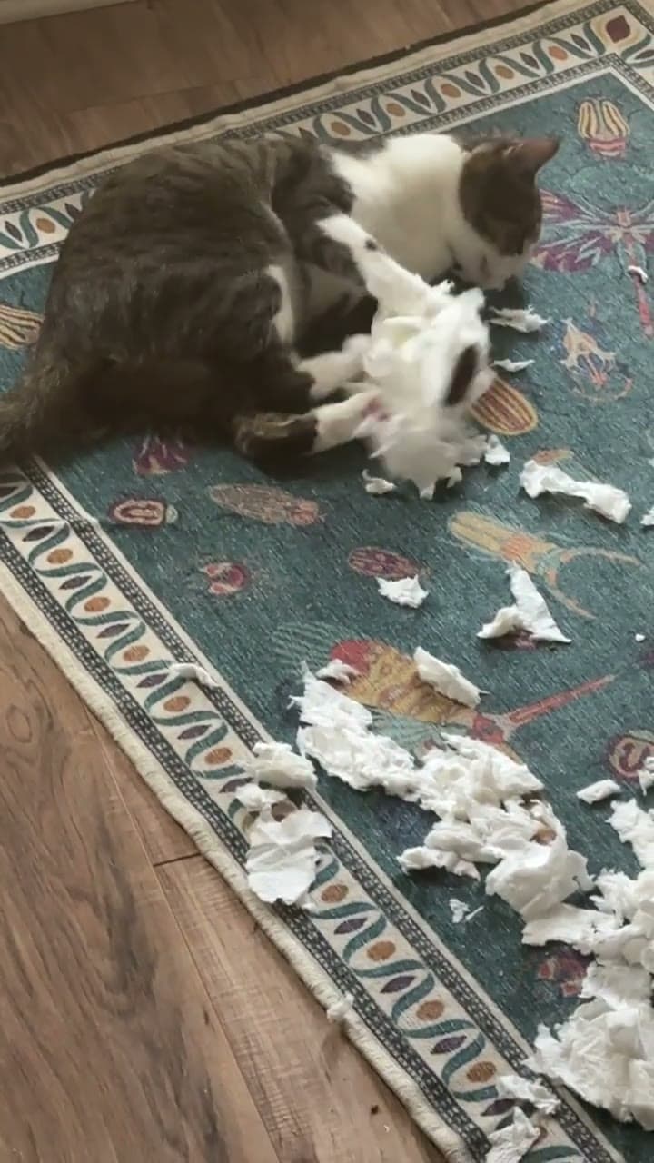Tonytony, a gray tabby and white cat, shredding paper towels on a blue patterned rug covered in torn white pieces.