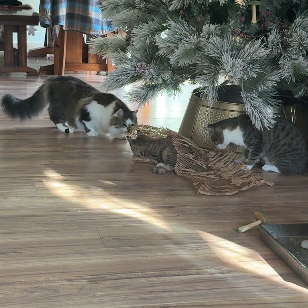 Ulti, a small gray and brown tabby, tucked into brown packing paper under a Christmas tree while Snowdrop, a fluffy gray and white cat, and Tonytony, a gray and white tiger, close in to inspect.