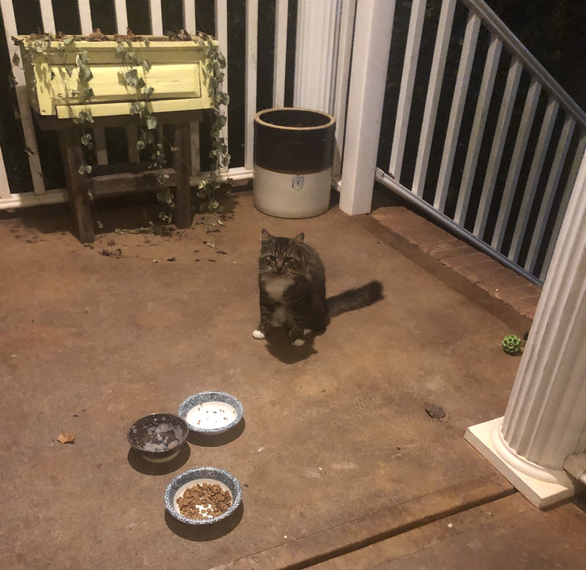 Bug walking toward his food and water bowls on the covered porch at night.