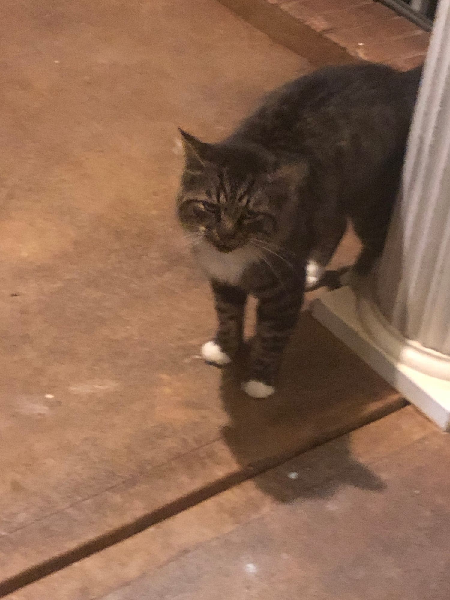 Bug walking toward the camera on the porch at night, pausing beside a white column.