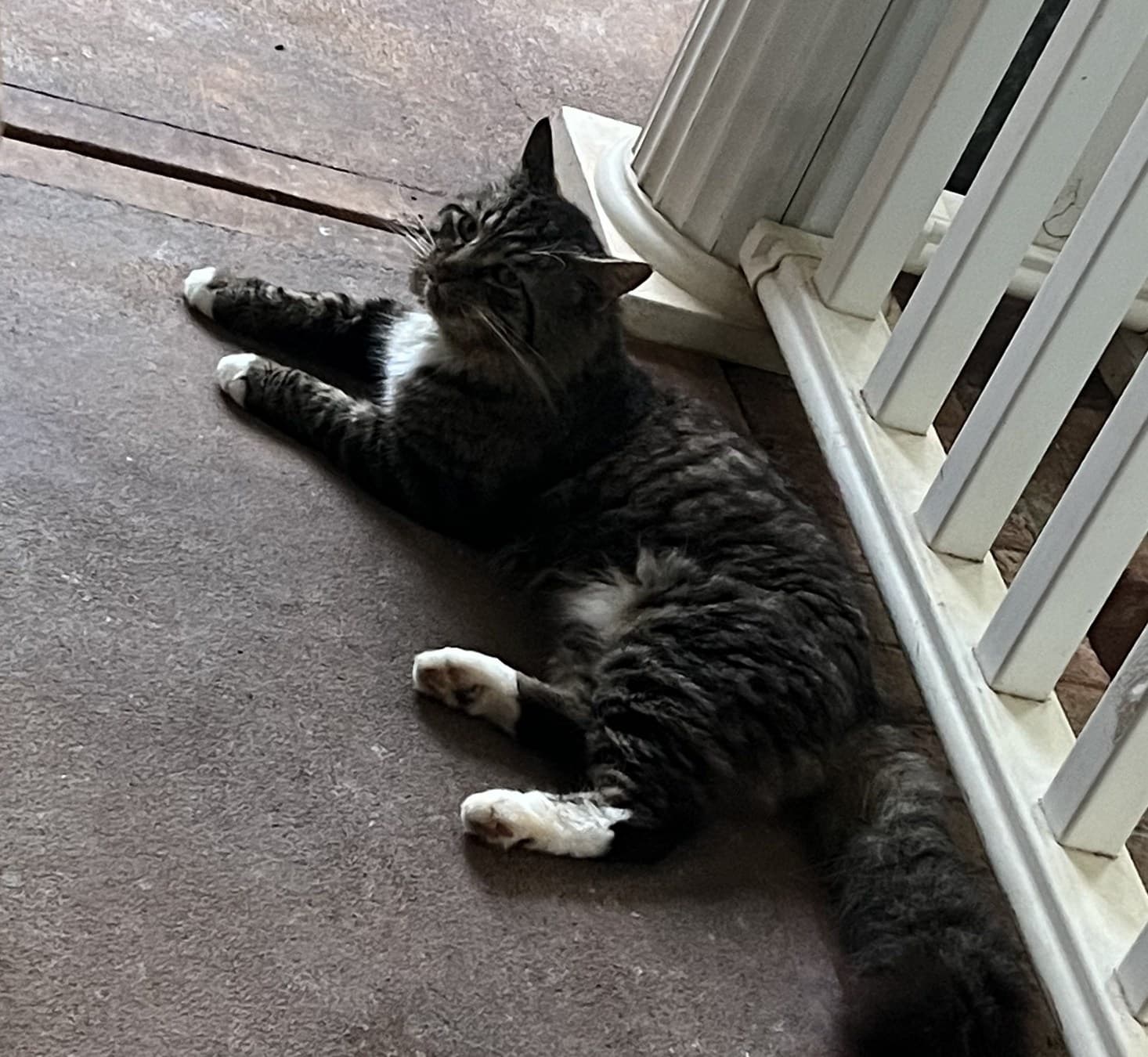 Bug, a brown tabby stray cat, lying on a covered porch by a white column and railing.