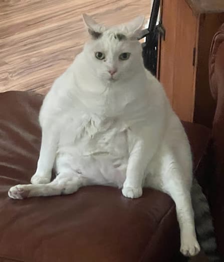 Pinky relaxing on the arm of a chair
