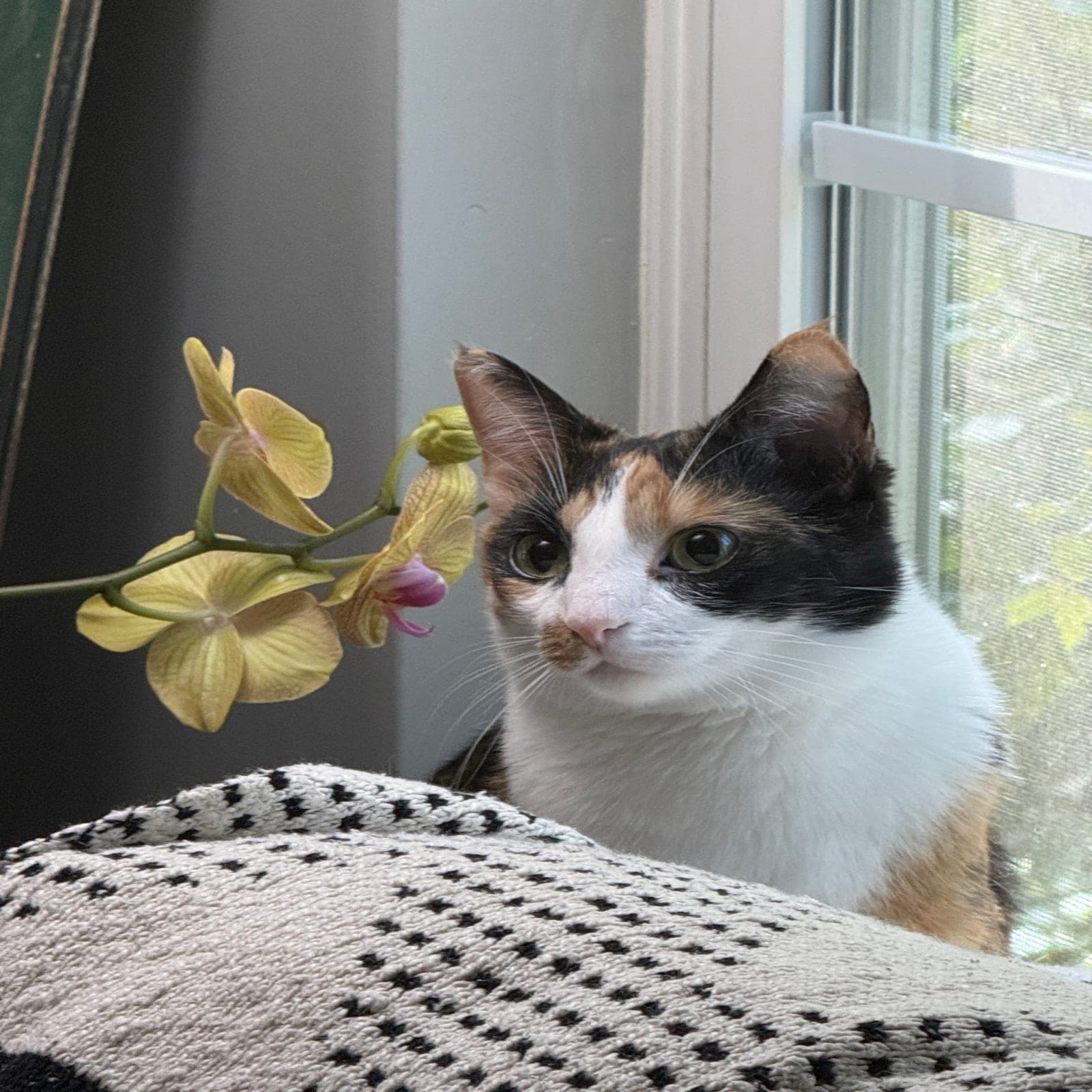Baby Bandit, a calico cat, sitting by a window next to a stem of yellow orchid flowers, looking toward the camera.