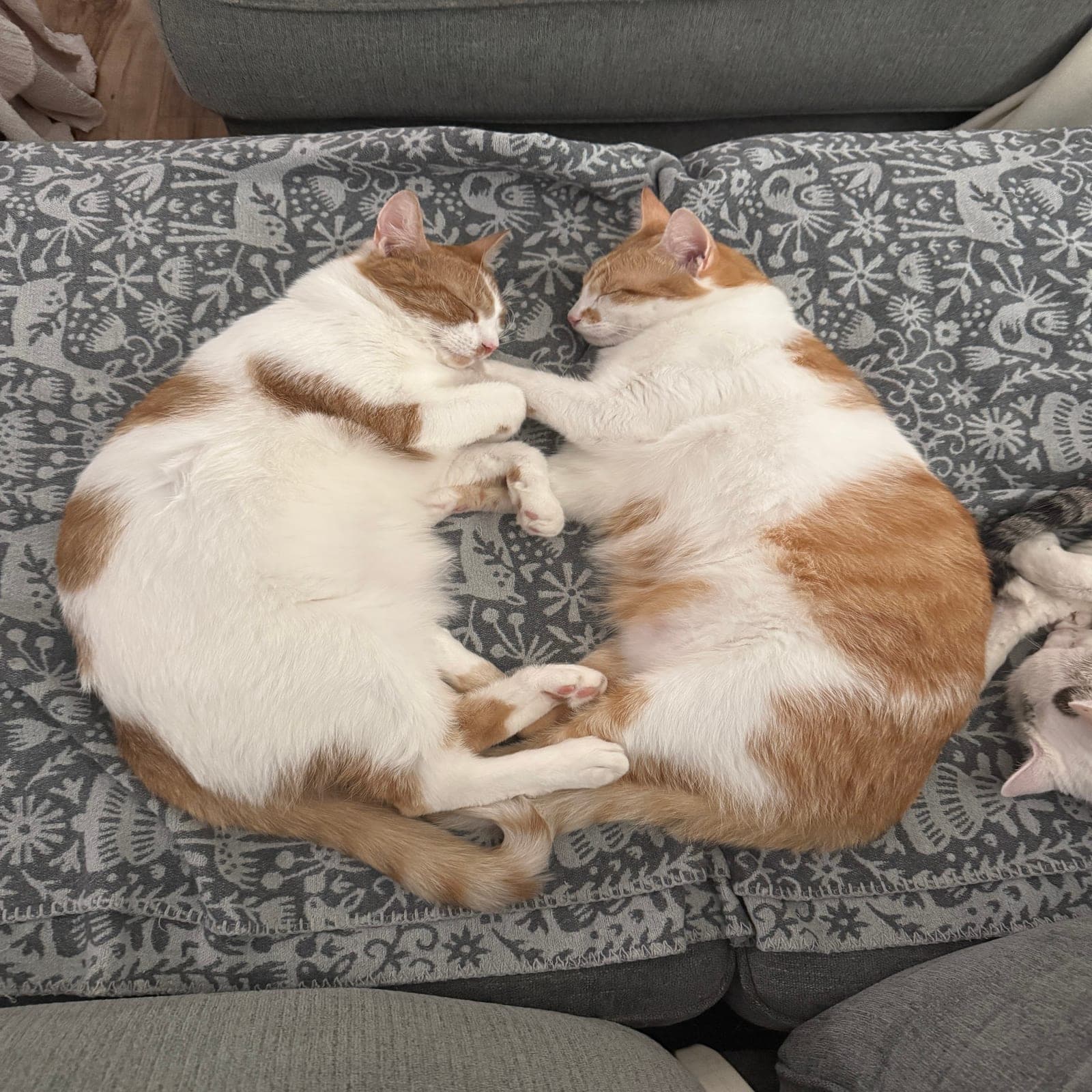 Cream and Puff, two orange and white cats, curled up asleep facing each other in matching poses on a gray patterned blanket, their paws touching.