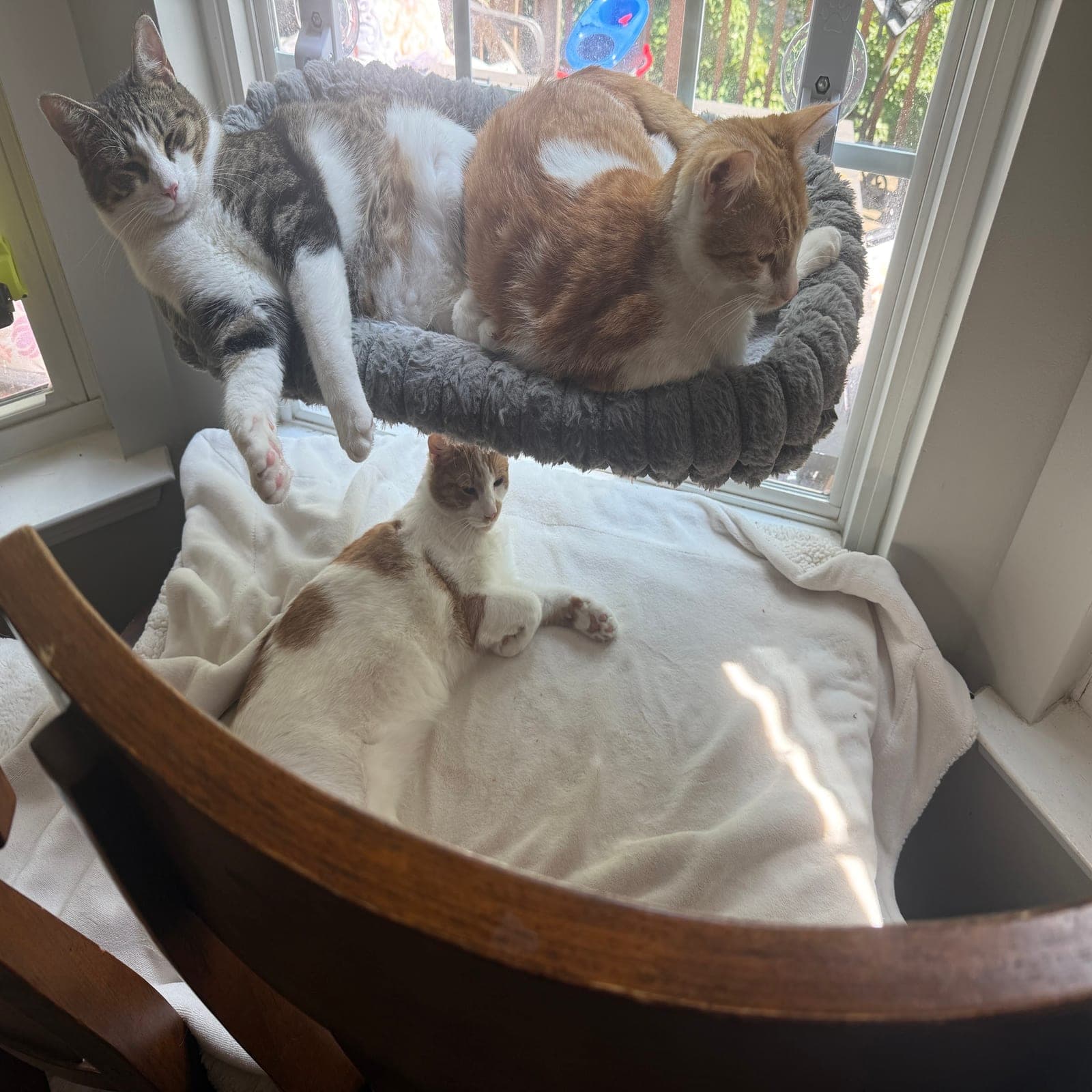 Three cats at a sunny window: PayPay, a gray tabby and white cat, and an orange and white cat share a round plush window perch, while a second orange and white cat lounges on a cushioned blanket on the level below.