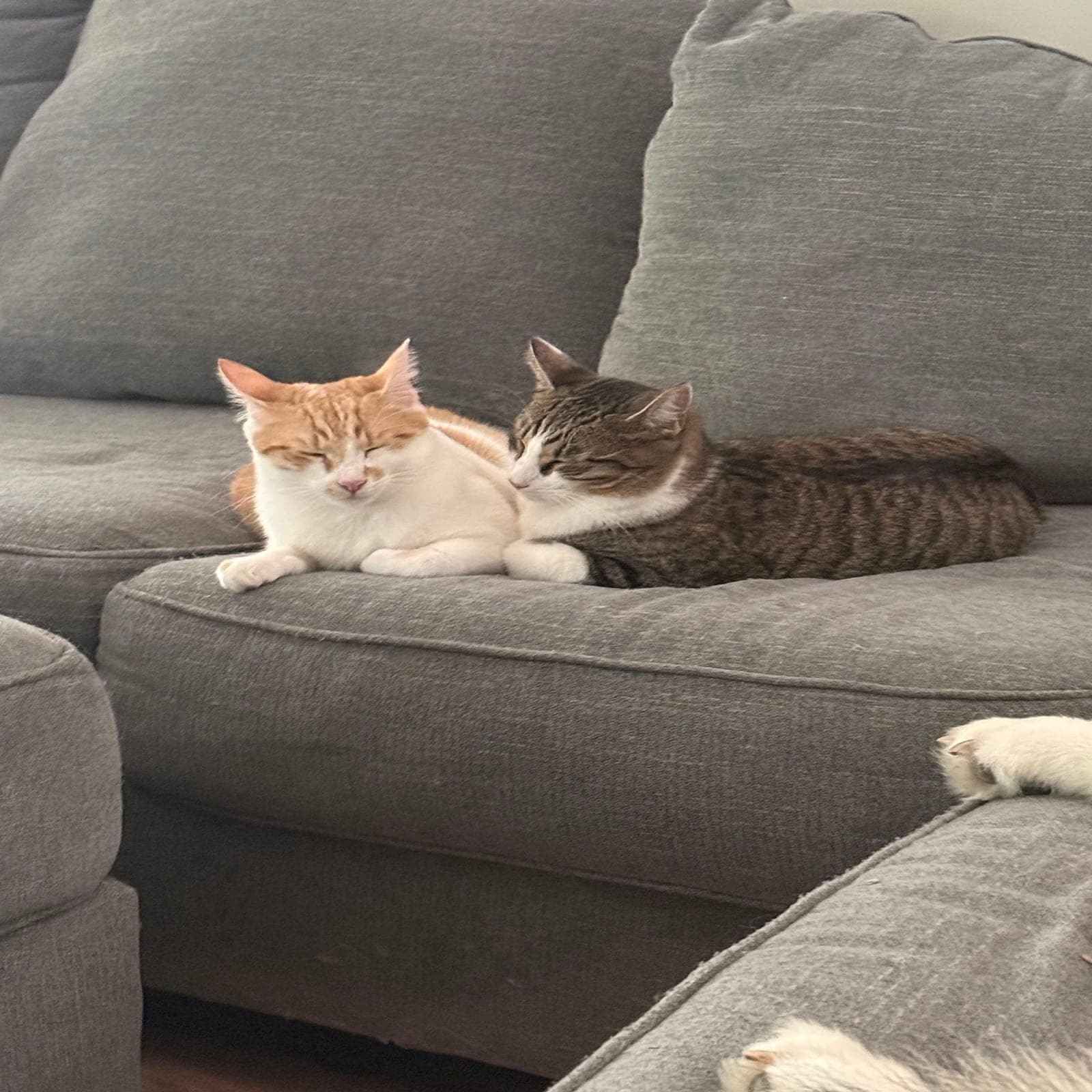 Puff, an orange and white cat, and PayPay, a gray tabby and white cat, snuggled together with sleepy eyes on a gray couch.