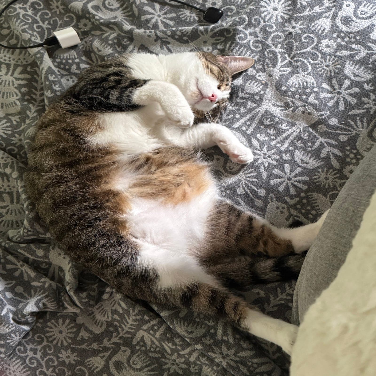 PayPay, a gray tabby and white cat, sleeping belly-up on a patterned gray blanket with his paws tucked near his face.