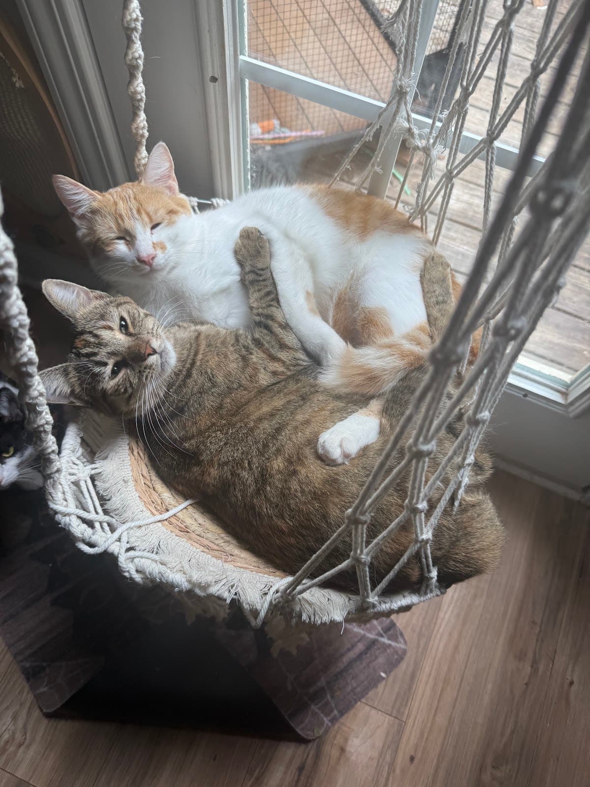 Ulti, a small brown tabby cat, and Puff, an orange and white cat, curled up together in a hanging macrame chair by a window, with Puff's paw draped over Ulti.