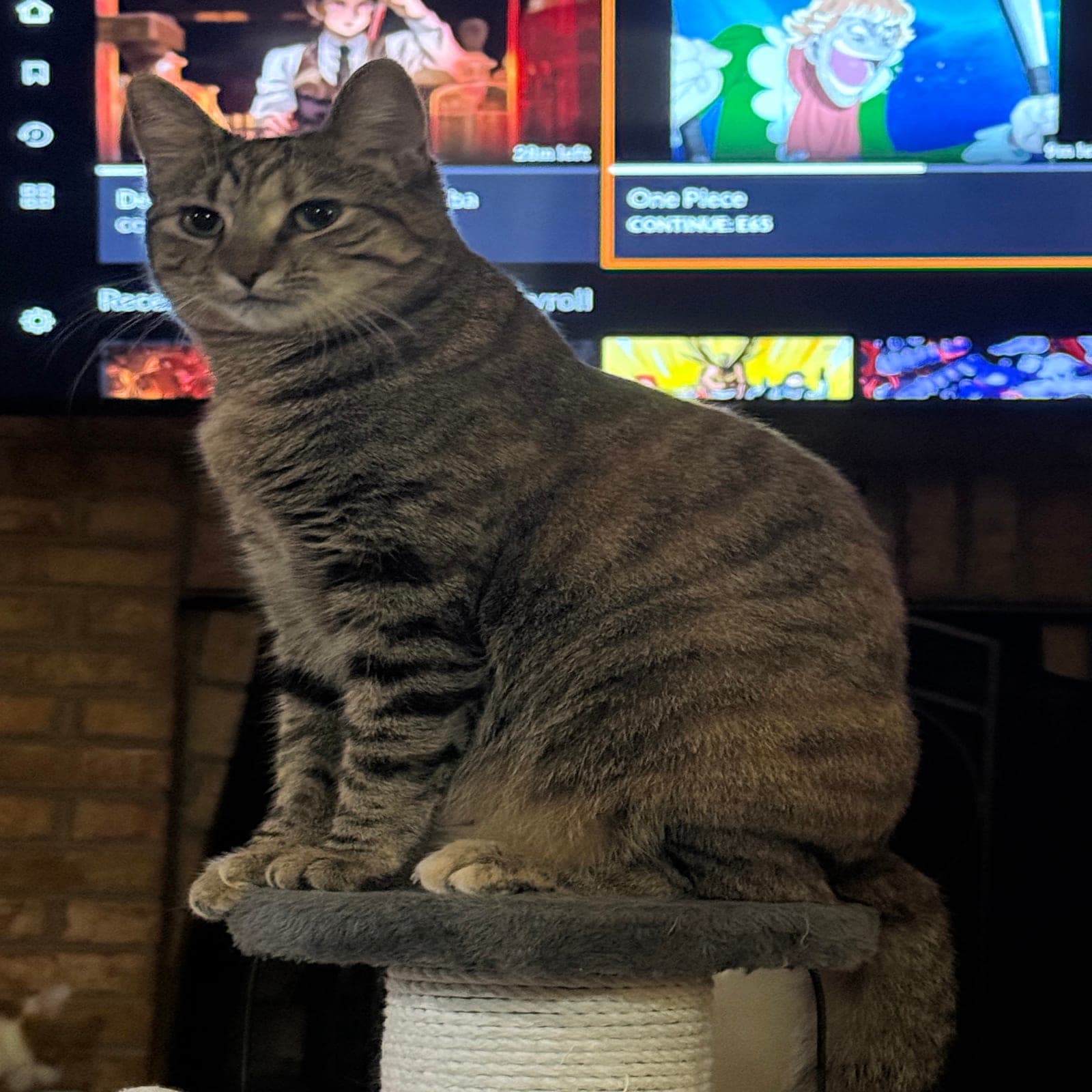 Ulti, a small gray-brown tabby cat, sitting upright on top of a carpeted scratching post in front of a glowing TV screen.