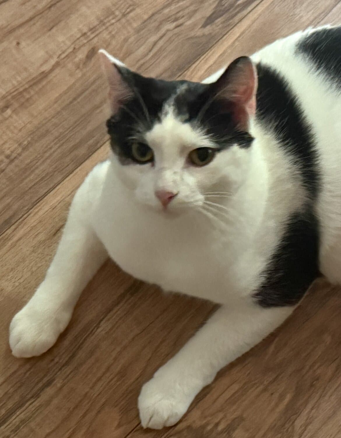 Lulu